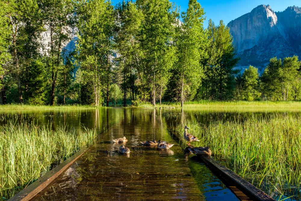 meadow-with-flooded-boardwalk-in-yosemite-2023-11-27-04-54-33-utc.jpg